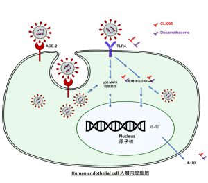 The study shows that endothelial TLR4 can recognise SARS-CoV-2 and contribute to vascular inflammation after being activated.