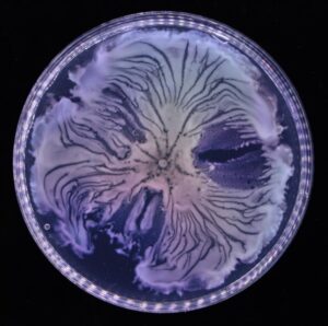 Self-organised bacterial canals developed in a colony of the bacterium Pseudomonas aeruginosa. The canals are shown as darker lines or stripes in the colony, where fluid flows move from centre to edge at a speed of hundreds of microns per second.