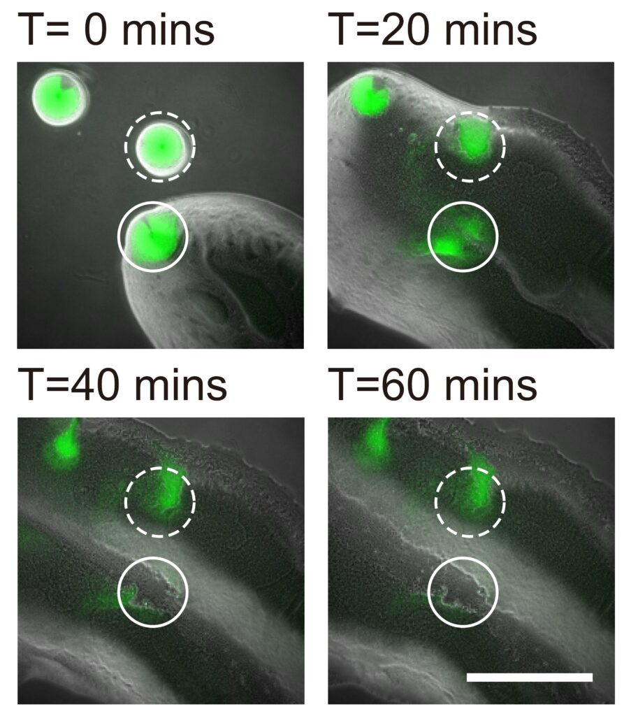 The Staphylococcus aureus colony is eradicated by the canals of Pseudomonas aeruginosa. An S. aureus colony (green, enclosed by the solid line) that encountered a canal was eradicated within an hour, while one (enclosed by the dashed line) outside the canal but still in contact with P. aeruginosa colony retained about 50% of its biomass.