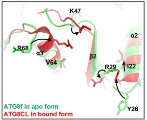 Structure analysis of an Arabidopsis plant ATG8f protein in unbound form (green) in comparison with a bound form of potato ATG8CL protein (red). Amino acids with conformation changes were highlighted.