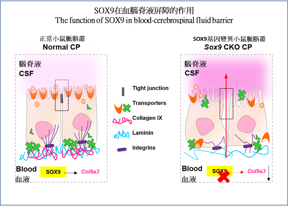 Under normal situation (image on the left), the closely packed choroid plexus restrains molecules in the blood stream from entering the CSF freely; the loss of SOX9 function (image on the right) resulted in the loss of collagen IX, eventually losing its protection against the entry of unwanted or harmful substance to the brain passing into the CSF.