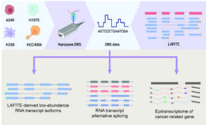 The team applied LAFITE to study the Nanopore DRS data from four lung adenocarcinoma cell lines, and successfully identified a novel, rare low-abundance RNA transcript isoform from the cancer-driving gene AKT1, demonstrating a high sensitivity in identifying low-abundance and full-length transcript isoforms.