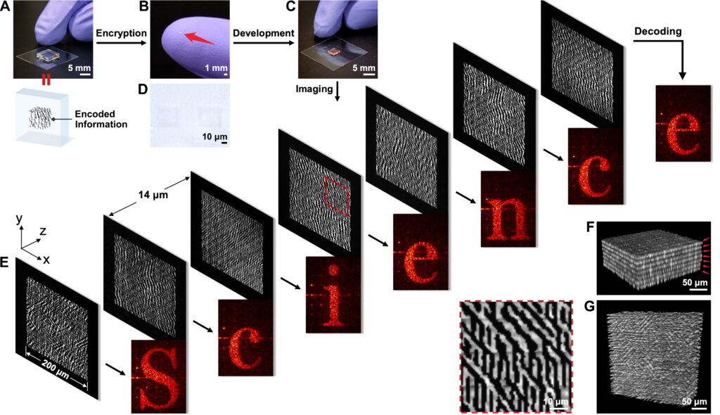 Demonstration of optical storage and encryption: (A) an expanded hydrogel patterned with designed information; (B) the gel in (A) after fully shrinking and dehydration to realise physical encryption; (C) the re-expanded gel is deposited with CdSe and developed to decrypt the stored patterns; (D) Optical image showing two encrypted seven-layer hologram patterns in (B); (E) Fluorescent images of the decrypted holograms, decoding the word “Science”; and (F, G) 3D views of the decrypted holograms.