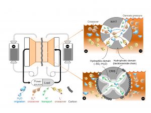 Diagram of a polysulfide-iodide redox flow battery. CRIS membrane repels the crossover of active materials themselves which dramatically improve the stability and lifetime of batteries, while the commercial membrane is challenged by the crossover of active materials which accelerates the capacity decay of battery.