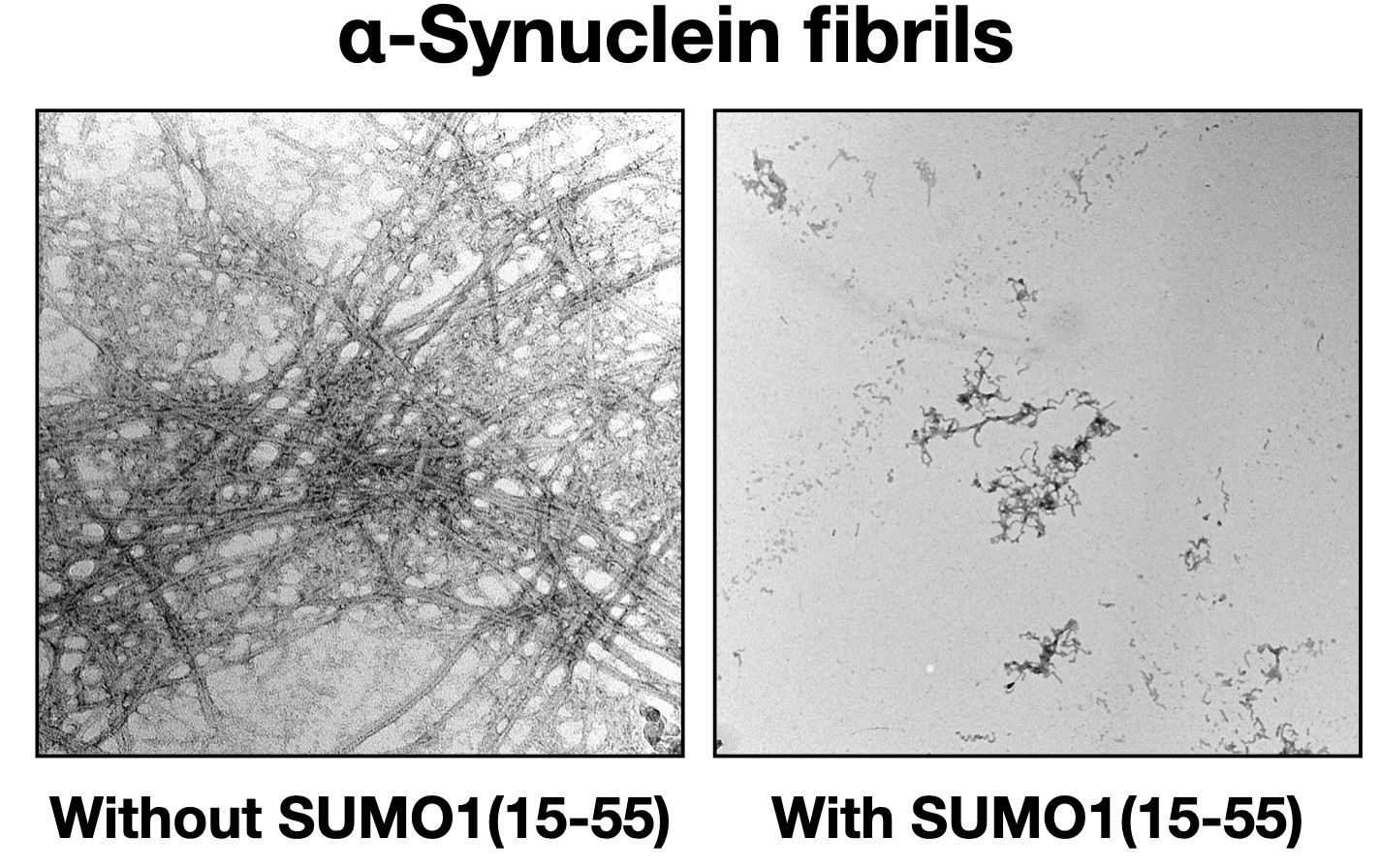 SUMO1(15-55) reduces formation of α-synuclein fibrils in vitro.