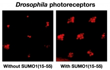 SUMO1(15-55) ameliorates retinal degeneration in the Drosophila model for Parkinson’s disease.