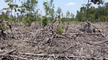 Mangrove clearing is a common scene in Southeast Asia.