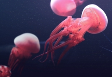 Rhopilema esculentum (also known as flame jellyfish) is regarded as a delicacy in Asia.