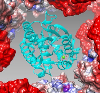 Close-up view of an enzyme molecule trapped inside the Cry3Aa crystal pore.