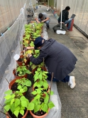 Field site at the “Ozone garden” in CUHK where the beans are exposed to ambient ozone level. The team selected a type of bush bean that is developed by the Centre of Ecology and Hydrology in the United Kingdom to investigate the impact of ozone pollution on ecosystem. 
The research team counts the number of flowers on each individual bean pot at the Ozone garden.