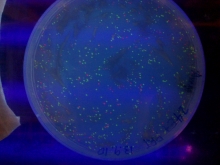 Samples of E. coli