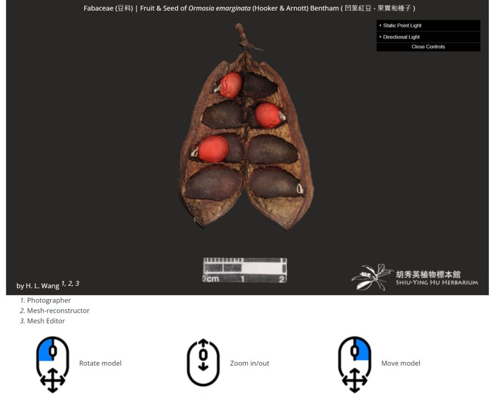 Image of the fruit and seed of Hong Kong native plant Ormosia emarginata (Hooker & Arnott) Bentham. Users can browse the online database to get a 360° view of its structures, size and colours. (Link: https://syhuherbarium.sls.cuhk.edu.hk/collections/3d-specimen/ph128/)