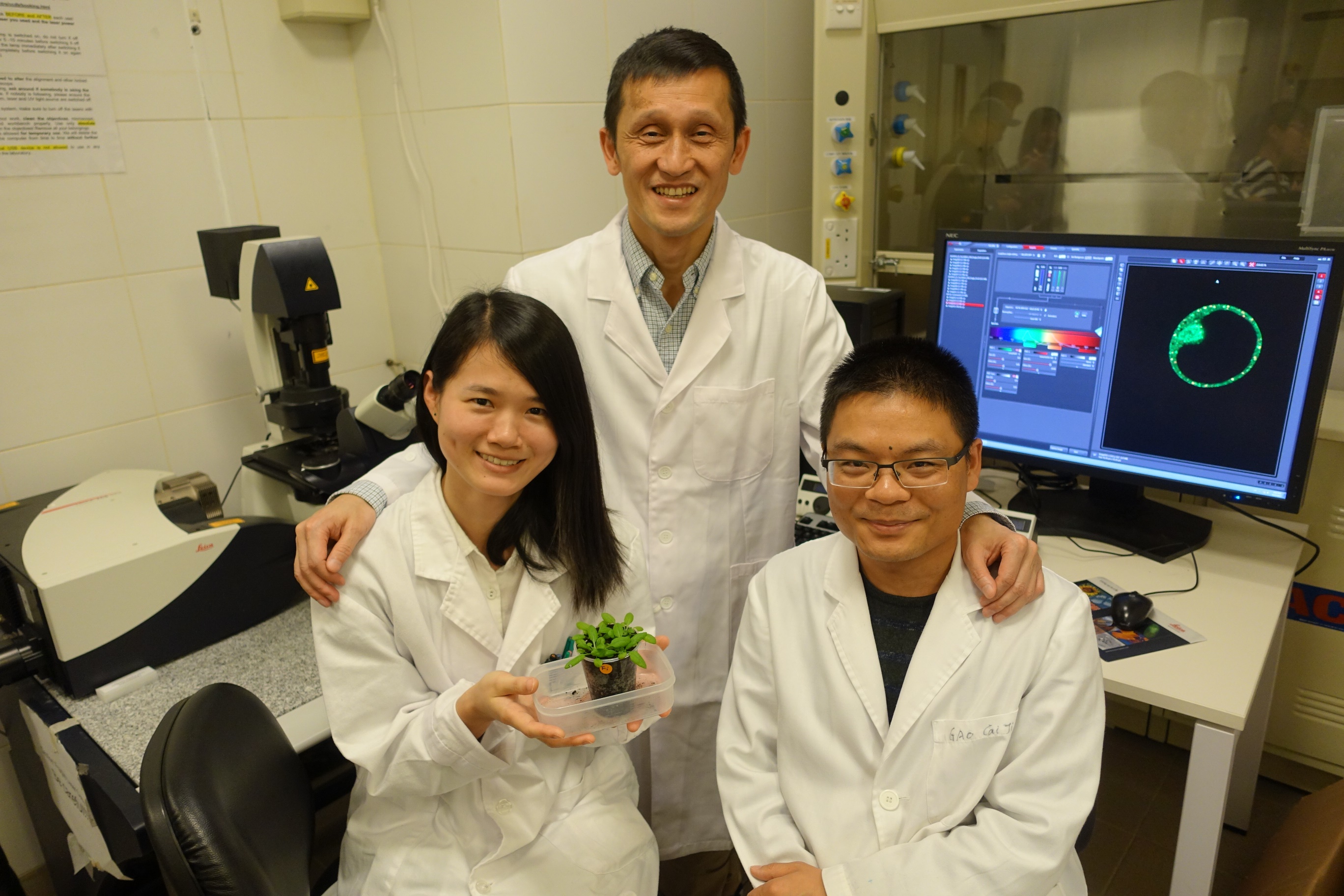 Professor Jiang's research team has been working on the underlying mechanisms of protein transport, organelle biogenesis and function in plants.