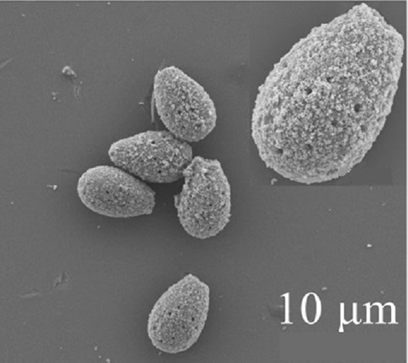 Microrobots under the microscope.