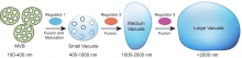 Figure 4. The new working model of vacuole formation in plant cells. Vacuoles are mainly derived from MVB-MVB fusion and maturation, which involves multiple consequent steps of fusions that are regulated by specific molecular regulators.