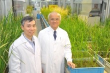 Professor Samuel Sun Sai-ming (right), Director, and Professor Lam Hon-ming, Deputy Director, State Key Laboratory of Agrobiotechnology (CUHK)