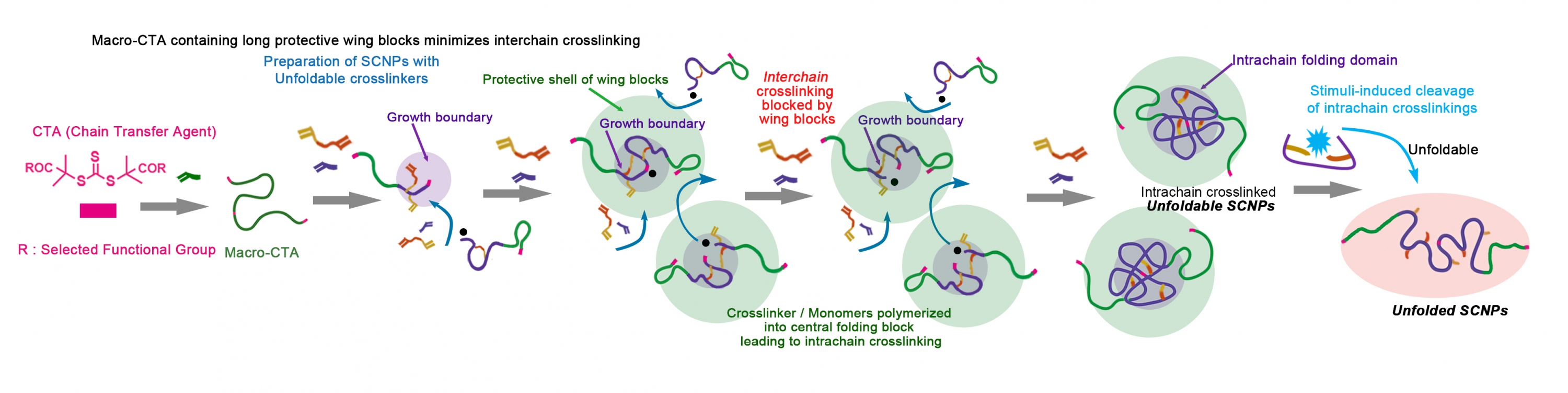 The mechanism of preparing the single chain nano object: The new approach for scaling up the production of single chain nano gels with over 20-fold increase in efficiency compared with conventional methods.