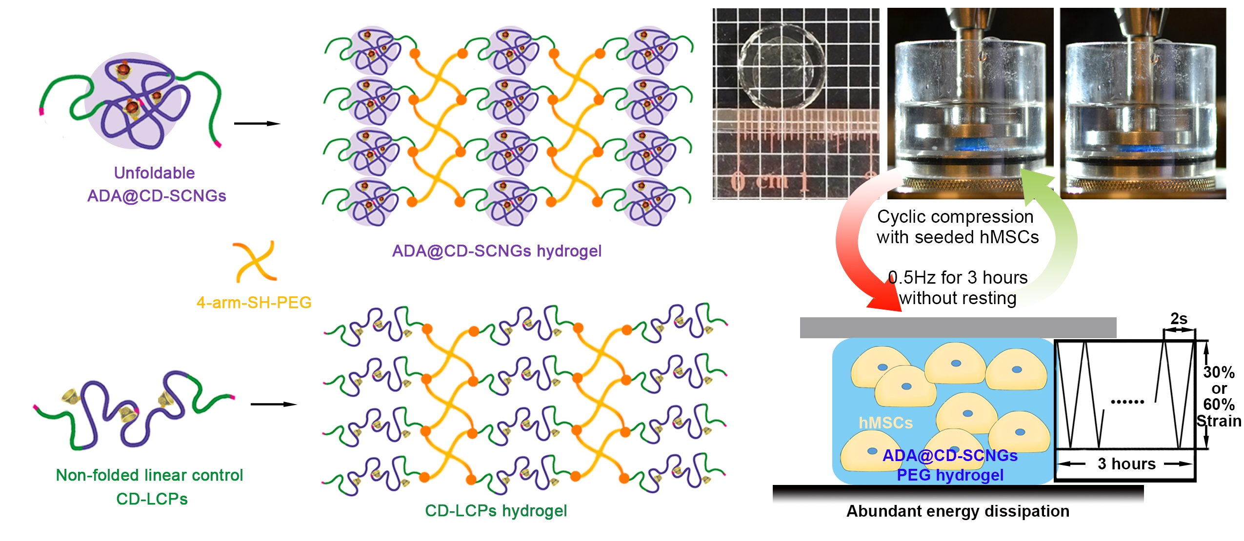 Single cell nano gels can protect cells from excessive mechanical loading in biomaterial implants.