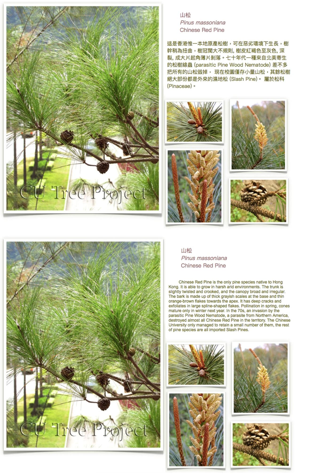 chinese-red-pine.JPG