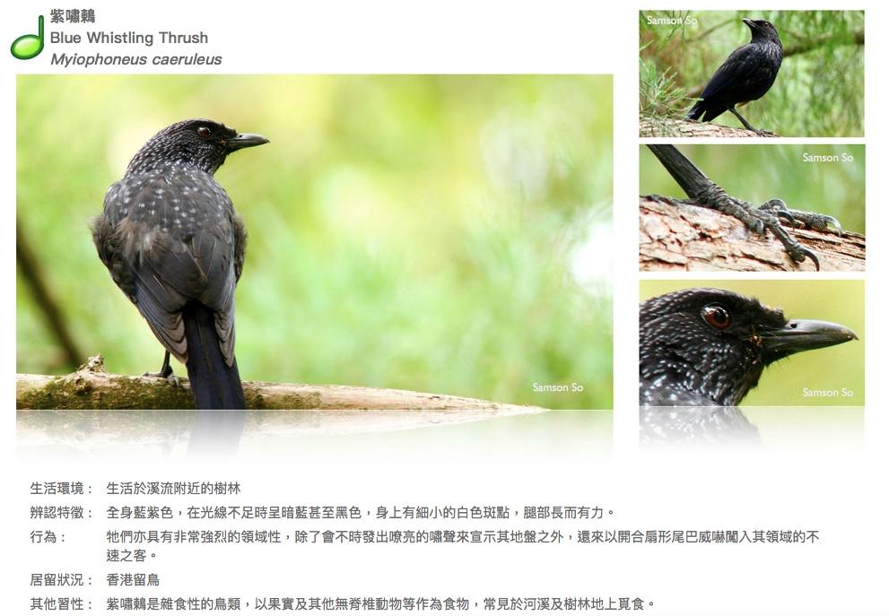 blue-whistling-thrush.JPG