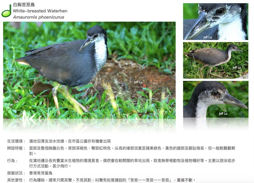 white-breasted-waterhen.JPG