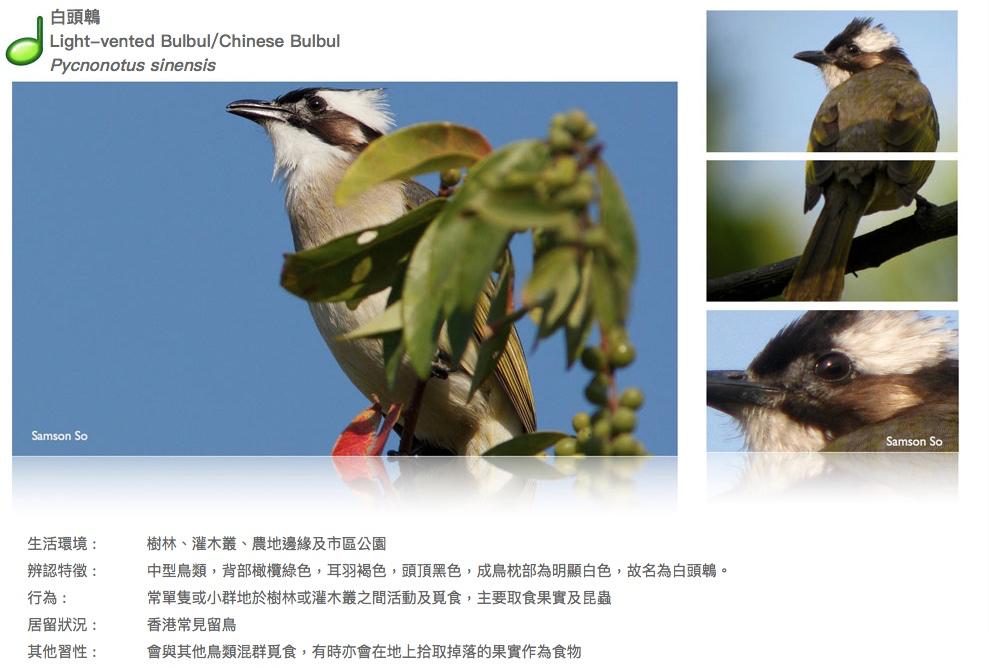 light-vented-bulbul.JPG