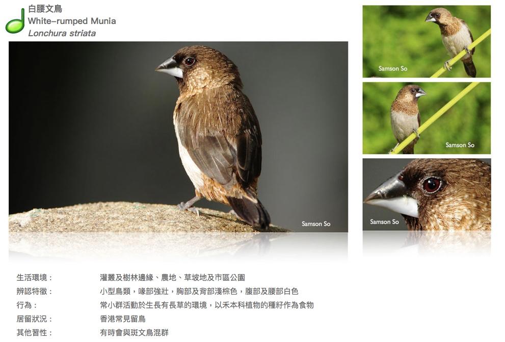 white-rumped-munia.JPG