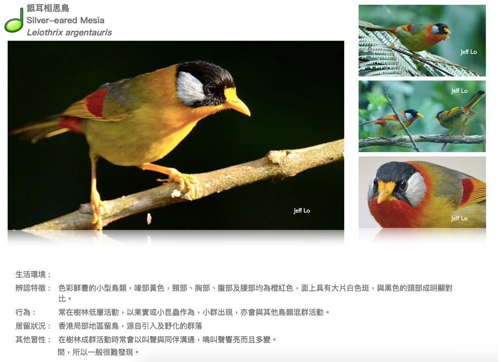 silver-eared-mesia.JPG