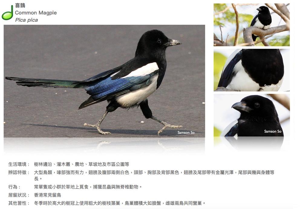 common-magpie.JPG