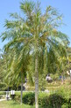 Dwarf Date Palm