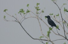 Large-billed Crow