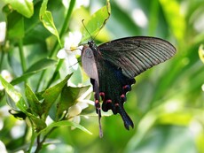 Chinese Peacock