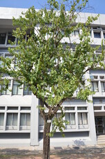 Camel's Foot Tree