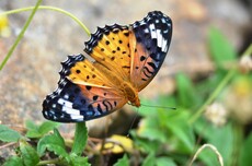 Indian Fritillary