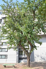 White Bauhinia