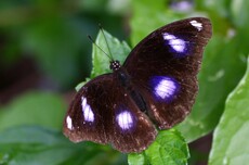 Great Egg-fly