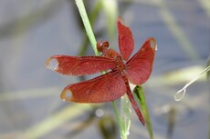 Russet Percher