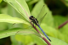 Common Blue Skimmer