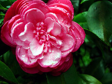 Camellia Japonica