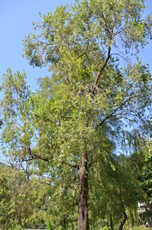 Tall Bottle Brush