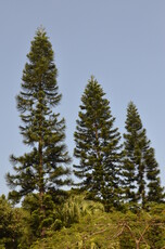 Norfolk Island Pine