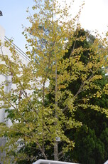 Maidenhair Tree