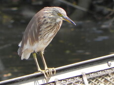 Chinese Pond Heron