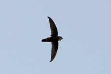 House Swift