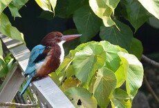 White-throated Kingfisher