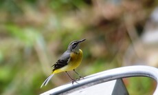 Grey Wagtail