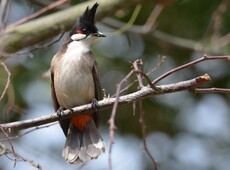 Red-whiskered Bulbul