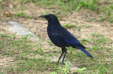 Blue Whistling Thrush