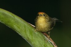 Rufous-bcapped Babbler