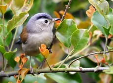 Blue-winged Minia